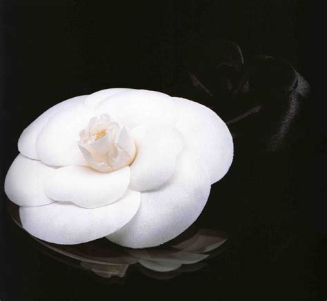 chanel camellia flower.